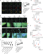 Fas interacts with the TCR complex and costimulates TCR signaling. (A) Confocal imaging of CD3ε and Fas in CD4 T cells. Naïve and stimulated (αCD3+αCD28 or αCD3+αCD28+FasL-LZ) CD4 T cells from the indicated mice were stained with αCD3ε-AF488 (green) and αFas-AF555 (red), and colocalization (yellow) was measured. Data are representative of three individual experiments, n = 19–24 unique images for each group. Left: Representative images of CD3ε and Fas costaining from the indicated groups. Right: Quantification of % colocalization between CD3ε and Fas in the indicated groups. (B and C) FLIM-FRET microscopy of CD3ε-Fas interactions in CD4 T cells. Naïve and stimulated (αCD3+αCD28 or αCD3+αCD28+FasL-LZ) CD4 T cells from the indicated mice were stained with αCD3ε-AF488 alone (donor control) or costained with αCD3ε-AF488 (donor) and αFas-AF555 (acceptor), and FL was measured. Results are representative of three independent experiments. (B) Representative images from the indicated groups. Scale bars in images indicate 4 μm. (C) Left: FL (ns) measurements of individual pixels from ROIs on cells from indicated groups. Right: FRET efficiency (%) within ROI from individual cells from the indicated groups. n = 18 for each group. (D) Naïve CD4 T cells from WT and Pik3cdE1020K/+ mice were nucleofected with Cas9-gRNA complexes containing NC or Fas-targeting gRNAs and stimulated with αCD3/CD28 in the presence of hIL-2 for 72 h. Cells were rested in serum-free media, treated with αCD3 (1 μg/ml) (0, 1, 2, 5, 15, 60 min), and were analyzed by flow cytometry. n = 6–7 for each group, from six to seven independent experiments. Top: Fold induction of pS6(S240/44) over time. Fold induction was calculated using pS6(S240/44) MFIs normalized to the 0 time point of the corresponding sample. Bottom: AUC quantification of pS6(S240/44) time courses for the indicated groups. (E) Naïve CD4 T cells from WT and Pik3cdE1020K/+ mice underwent αCD3/CD28 stimulation in the presence of hIL-2 for 72 h. Cells were subsequently rested in serum-free media, treated with αCD3 (1 μg/ml) in the presence or absence of FasL-LZ over a time course (0, 1, 2, 5, 15, 60 min), and analyzed by flow cytometry. n = 6–7 for each group, from six to seven independent experiments. Top: Fold induction of pS6(S240/44) over time for the indicated groups. Fold induction was calculated using pS6(S240/44) MFIs normalized to the 0 time point of the corresponding sample. Bottom: AUC quantification of pS6(S240/44) time courses. Statistical comparisons were made using ratio paired t tests (D and E) and unpaired t tests (A and C). *P < 0.05, **P < 0.01, ***P < 0.001, ****P < 0.0001. AUC, area under the curve; NC, negative control; ROIs, regions of interest.