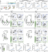 LXR agonistic therapy critically depends on CD11c+DCs and host Lxr but not Apoe expression. (a) Schematic of strategy for in vivo depletion of APC subsets. (b) Growth of orthotopic E0771-DR tumors in the presence or absence of CD11c+ cells as outlined in a (n = 14–16 per group, two-tailed t test, data pooled from two independent experiments). (c) Abundance of APC subsets in tumor DLNs and tumors of E0771-DR tumor bearing–mice transplanted with Itgax-DTR bone marrow and treated with PBS or DT (two-tailed t tests). Images show representative flow cytometry plots (n = 6–8 per group, two-tailed t tests). (d) Growth of orthotopic E0771-DR tumors in the presence or absence of LyzM+Csf1r+ cells (n = 7–9 per group, two tailed t test, representative of two independent experiments). (e) Abundance of APC subsets in DLNs or tumors of E0771-DR tumor bearing–mice transplanted with MM-DTR bone marrow and treated with PBS or DT (two-tailed t tests). Images show representative flow cytometry plots (n = 4 per group, two-tailed t tests). (f) Fraction of Ly6C+ monocytes out of CD45+ cells in peripheral blood of MM-DTR mice treated with either PBS or DT (n = 4 per group, P value according to one-sided T test). (g) Growth of E0771-DR in C57BL/6J wild-type versus Apoe-KO mice (n ≥ 11 mice per group, respectively; data pooled from two independent experiments). (h) Growth of E0771-DR tumors in APOE2-knock-in mice (n = ≥15 mice per group; two-tailed t test). (i) Growth of E0771-DR tumors in C57BL6/J wild-type versus Lxr-DKO mice (n ≥ 10 mice per group, representative of two independent experiments; two-tailed t test). MHCII, MHC class II. *P < 0.05, **P < 0.01, and ***P < 0.001.