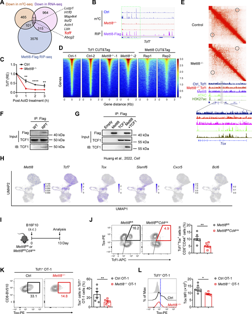 A multi-part image depicts the molecular mechanism of M e t t l 8 regulating T P E X cell transition.