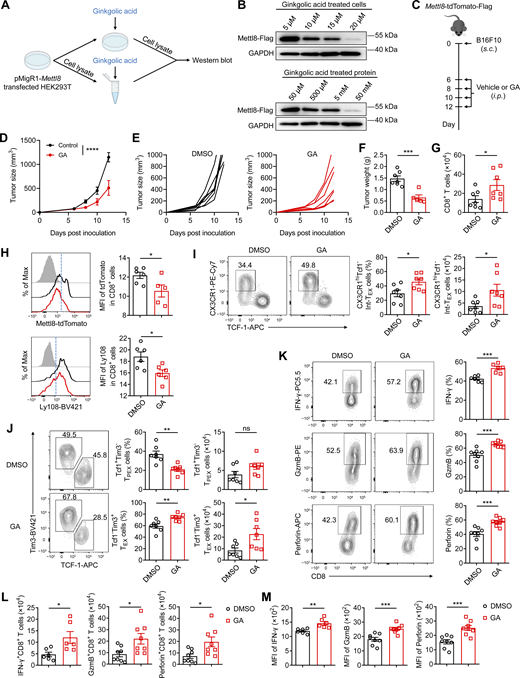 A multi-part image depicts the effects of ginkgolic acid on tumor growth and immune response.