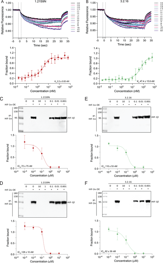 Multiple graphs depict biophysical and molecular target engagement of dual H I F-1 over 2 inhibitors.