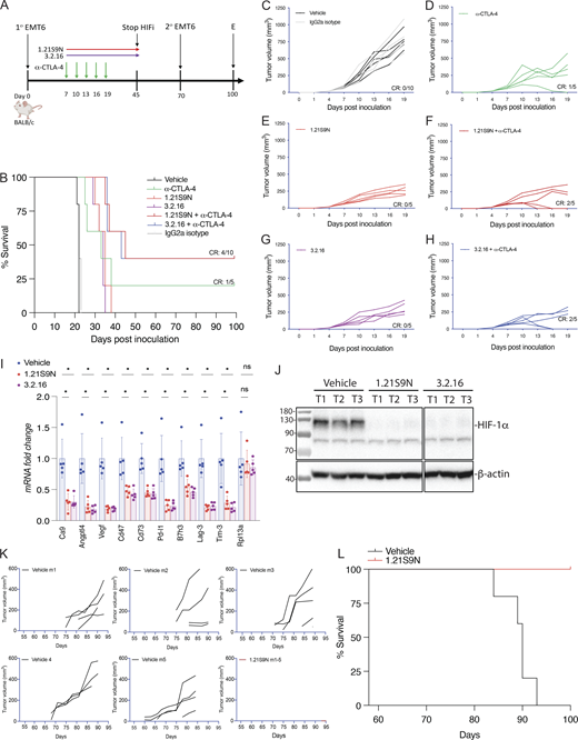 Multiple graphs depict the effect of H I F i therapy in breast cancer models, showing survival rates, tumor growth, and protein expression.