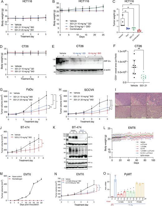 CRC, HNSCC, and BrCa tumor models. Related to Figs. 4 and 5. (A–C) Additional data from the HCT116 tumor model, including mouse BW (A and B) and final tumor weight (C), are shown. Data are presented as the mean ± SD (n = 5) and analyzed by one-way ANOVA with the Sidak multiple comparisons. **P < 0.01; ***P < 0.001. (D–F) Additional data from the CT26 model (presented in Fig. 4. D–F) are shown including: mouse BW (D); HIF-2α immunoblot assay of tumor lysates (E); and CD31+ vessel area (square pixels per field) in tumor sections from mice treated with vehicle or SS1.21 (10 mg/kg QD) (F). Data are presented as the mean ± SD. **P < 0.01 by Student’s t test. (G–I) HNSCC tumor models were studied: FaDu human HNSCC xenografts in nude mice (G) and syngeneic SCC-VII tumors in C3H mice (H). Mice were treated with vehicle or SS1.21 (10 or 20 mg/kg BID IP × 5 days). Tumor volumes are presented as the mean ± SD (n = 5). **P < 0.01, two-way ANOVA with Tukey’s post-test; ns, not significant. Representative hematoxylin-and-eosin–stained FaDu tumor sections from mice treated with vehicle or SS1.21 (20 mg/kg) are shown illustrating resection margins (I). (J) Mice bearing BT-474 human orthotopic breast tumors were treated with vehicle or SS3.2 (10 mg/kg BID IP × 7 days). Data are presented as the mean ± SD (n = 5). *P < 0.05 by two-way ANOVA. (K) BT-474 tumor lysates were subjected to immunoblot assays using antibodies for HIF-1α, HIF-2α, HIF-1β, and β-actin. (L–N) Additional data from the EMT6 model, including mouse BW (L); results of rechallenge experiment in which control naïve mice or previously treated, tumor-free mice received an injection of tumor cells (M); and tumor growth in mice treated with vehicle, 1.21S9N (40 mg/kg BID), or 3.2.16 (40 mg/kg BID) with data presented as the mean ± SD (n = 5); *P <0.05 by two-way ANOVA with Tukey’s post-test (N). RNA and protein extracted from these tumors were analyzed in Fig. 5, I and J, respectively. (O) Primary cancer cells from MMTV-PyMT mammary tumors were treated with vehicle or the indicated HIFi at 20% or 1% O2 for 24 h, and Adm mRNA expression was analyzed by RT-qPCR. Data are presented as the mean ± SD (n = 3). *P < 0.05, **P < 0.01 by two-way ANOVA with Dunnett’s post-test. Scale bar, 500 µm. Source data are available for this figure: SourceData FS3. Refer to the image caption for details.