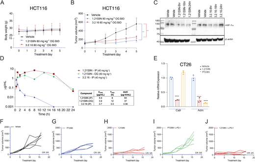 Analysis of mice treated with 1.21S9N or 3.2.16. Related to Fig. 8. (A and B) Nude mice bearing HCT116 tumors were administered vehicle or HIFi (80 mg/kg OG BID). BW (A) and tumor volume (B) were measured. Data are presented as the mean ± SD, n = 5. ***P < 0.001 versus vehicle by two-way ANOVA with Dunnett’s multiple comparisons. (C) Lysates were prepared from tumors collected 8, 16, or 24 h after the last dose of HIFi or vehicle and probed for HIF-1α and β-actin expression by immunoblot assay. (D) Plasma concentration of HIFi (mean ± SD, n = 1-3 mice each) was measured at the indicated time (hours) following IP or OG administration of a single dose. (E) CT26 cells were incubated for 24 h at 20% O2 with vehicle or at 1% O2 with vehicle, 1.21S9N, or PT2385. RNA was isolated and analyzed by RT-qPCR using primers specific for Ca9 and Adm. Data are presented as the mean ± SD (n = 3). ****P < 0.0001 versus vehicle–1% O2, by two-way ANOVA with Dunnett’s multiple comparisons. (F–J) Individual CT26 tumor growth curves are shown for data presented in Fig. 9 A. Source data are available for this figure: SourceData FS5. Refer to the image caption for details.