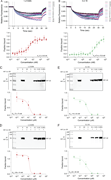 Multiple graphs depict biophysical and molecular target engagement of dual H I F-1 over 2 inhibitors.