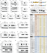Multiple western blots showing the effects of S S 1.21 and S S 3.2 on H I F-1 alpha and H I F-2 alpha degradation in H e p 3 B cells under different conditions.
