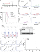 Multiple graphs depict the effect of H I F i therapy in breast cancer models, showing survival rates, tumor growth, and protein expression.