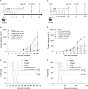 Multiple graphs depict the effect of H I F i therapy in melanoma and prostate cancer models, showing tumor volumes and survival rates in mice.
