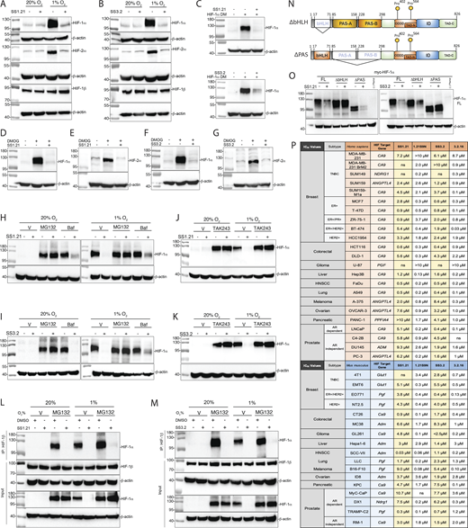 Multiple western blots showing the effects of S S 1.21 and S S 3.2 on H I F-1 alpha and H I F-2 alpha degradation in H e p 3 B cells under different conditions.