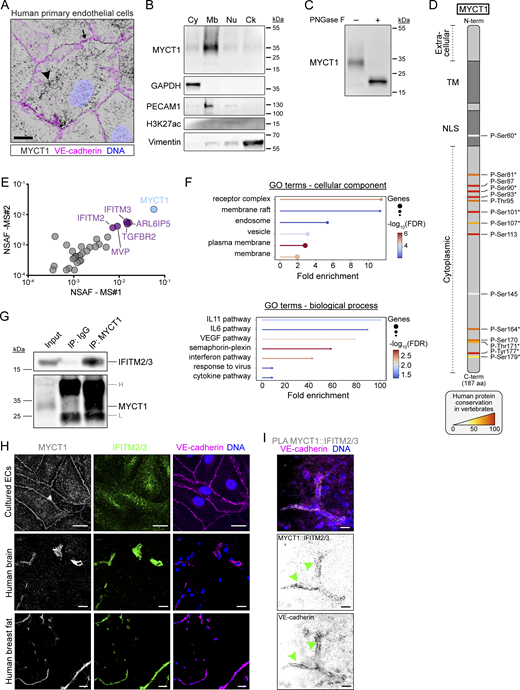 The image contains multiple panels showing the localization, structure, and interactions of the M Y C T 1 protein in endothelial cells.