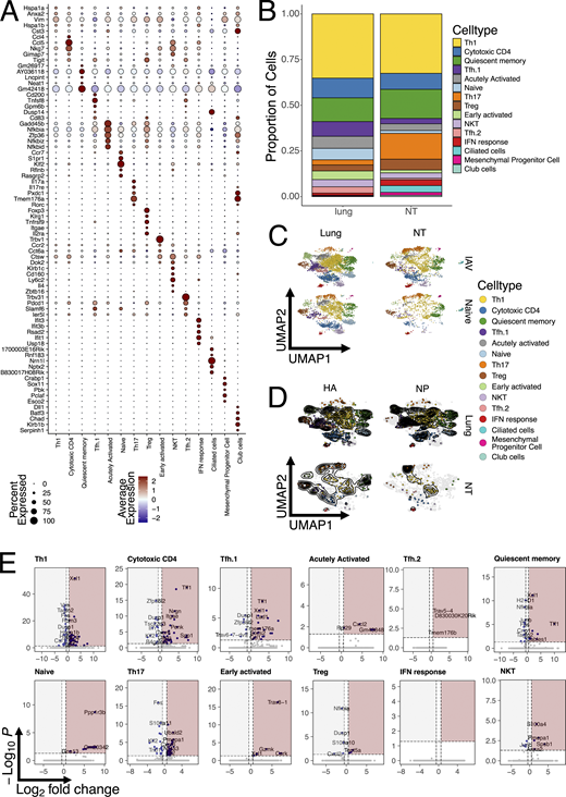 scRNA-seq of CD4 TRM in the NT versus lungs. (A) Dot plot representing mean expression of top five marker genes for each T cell cluster, identified by the FindAllMarker function and ordered according to log2 fold change. Color intensity from blue to red indicates average expression of genes, and size of the dot depicts percentage of cells expressing the gene within the clusters. (B) Bar graph showing proportion of each UMAP cluster divided by organ. All cells from all mice were included in the analysis. (C) UMAP plot split by tissue (lung or NT) and infection status (IAV infected or naïve) and colored according to identified clusters. (D) UMAP plot split by tissue (lung or NT) and antigen specificity (I-Ab NP306–322 tetramer or I-Ab HA91–107 tetramer) and colored according to identified clusters. Grey dots indicate cells that were not specific for the selected antigen within the specific organ. Contour lines indicate the density of the cells. (E) Volcano plot showing differentially expressed genes upregulated in the NT versus lungs among different cell clusters. Areas shaded in red indicate genes upregulated in NT, while areas shaded in grey genes upregulated in lungs. The dotted lines indicate P value and log2 fold change cutoffs. A list of differentially expressed genes is reported in Table S1. Refer to the image caption for details.