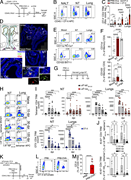 A multi-part image depicts the formation and analysis of I A V-specific C D 4 T R M cells in the upper respiratory tract.