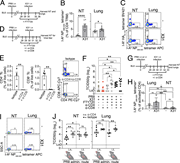 A multi-part image depicts the experimental results of C D 4 T R M response and viral clearance in mice.