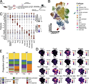 A multi-part image depicts single cell R N A sequencing of C D 4 T R M, revealing differential cluster distribution between organs.