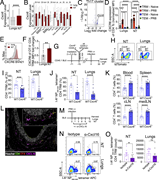 A multi-part image depicts the expression and role of C X C R 6 in C D 4 T R M cells in the lungs and nasal tissue following infection.