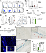 A multi-part image depicts the frequency of I L-17 a plus cells, viral titers, and TUNEL positive cells in nasal tissue and lungs.