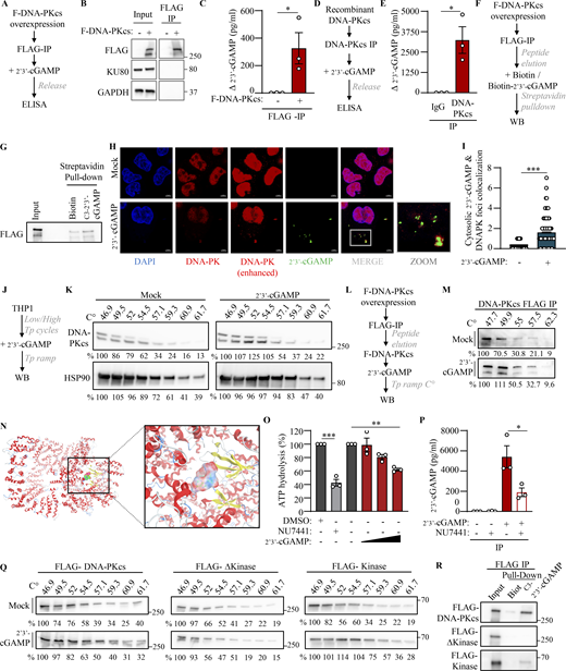A multi-part image shows schemes, western blots, bar graphs, and molecular modeling related to the interaction of 2'3'-cGAMP with DNA-PKcs.
