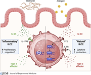 Diagram of immune response to helminth and allergen.