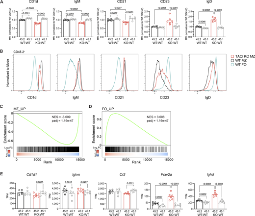 A multi-part image depicts the expression of various markers on different types of B cells in wild-type and TACI-deficient mice.