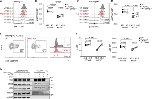 A multi-part image depicts AKT-mTORC1 signaling in TACI KO MZ B cells.