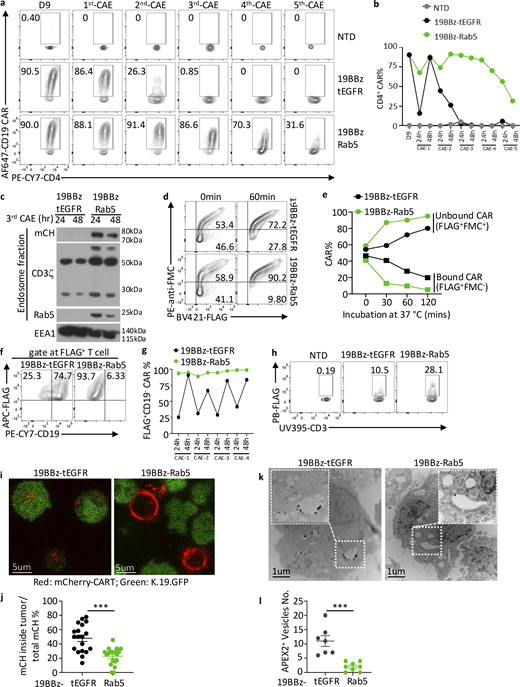 Multiple graphs and microscopic images depict CAR expression and recycling in CART cells.