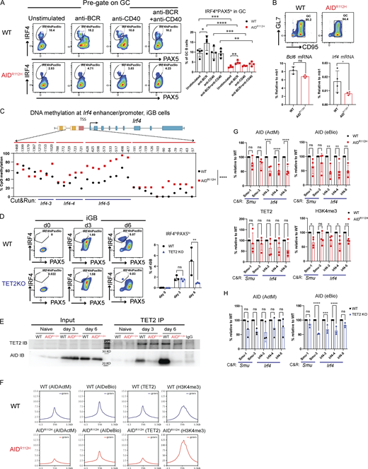 A multi-part image analyze the regulation of IRF4 in wild-type and AIDR112H GC B cells, showing differences in IRF4 expression and DNA methylation.