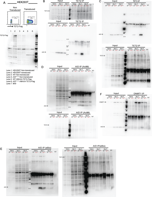 Co-immunoprecipitation of AID, TET2, and DNMT1 in iGB cells. (A) Validation of TET2 antibody by western blot in TET2-transduced and nontransduced cells. Upper: FACS plot for the control and TET2-Flag–transduced HEK293T cells. Lower: Western blot to detect TET2. Lane 1: Nontransduced HEK293T cells; lanes 3–6: WT and AIDR112H iGB cells underwent TET2 transfection by AMAXA electroporation; Lane 7: protein ladder. (B) TET2 immunoprecipitation on day 3 and day 6. Immunoblot for TET2 (Abcam, upper panel) and AID (Active Motif, lower panel), cropped blot images shown in Fig. 8 E. (C) Repeat of TET2 immunoprecipitation on day 3 and day 6. Immunoblot for AID. (D) AID immunoprecipitation on day 3 and day 6 using anti-AID antibody (Active Motif). Immunoblot for AID (Active Motif, upper panel) and TET2 (Abcam, lower panel). (E) AID immunoprecipitation on day 3 and day 6 using anti-AID antibody (eBioscience). Immunoblot for AID (Active Motif, left panel) and TET2 (Abcam, right panel). (F) DNMT1 immunoprecipitation on day 3 and day 6. Immunoblot for AID (Active Motif) and DNMT1 (Merck). Source data are available for this figure: SourceData FS4. Refer to the image caption for details.
