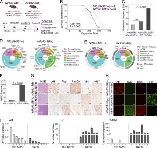 A multi-panel image depicts the effects of Sleeping Beauty mutagenesis in NPp53 mice on neuroendocrine prostate cancer.
