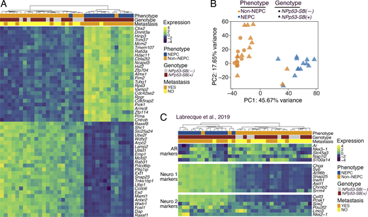 A multi-panel image analysis gene expression and principal components in mouse prostate tumors.