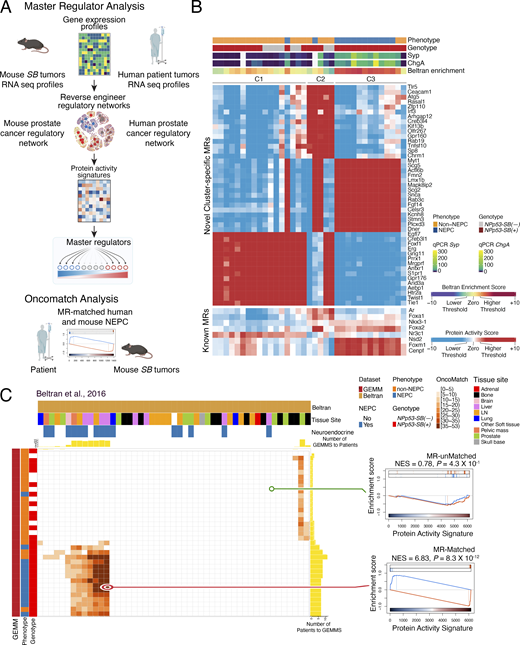 A multi-panel image shows master regulator profiles in prostate cancer.
