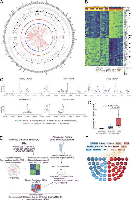 A multi-panel image depicts genetic and expression analyses of NEPC and non-NEPC tumors.