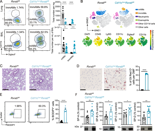 A multi-part image depicts the analysis of lung sections and cell populations in mice with different genotypes.