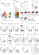 A multi-panel image depicts the effects of Treg depletion on T cell responses to tumors in a breast cancer model.