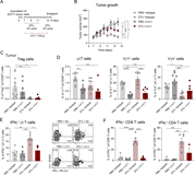 A multi-panel image depicts the effects on tumor growth and immune cell populations in a study involving E0771 breast cancer cells and Foxp3-DTR mice.