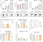 A multi-panel image depicts immune cell analysis in tumor-bearing mice.