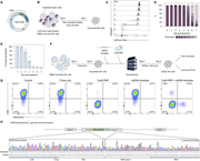 A multi-part figure illustrates NK cell proliferation and genome editing.