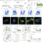 A multi-part image depicts protein tagging strategies and their validation.