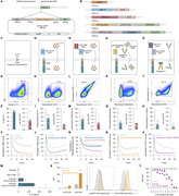 A multi-panel image depicts the engineering and analysis of NK cells with various transgene payloads.