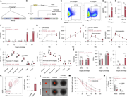 A multi-panel image depicts the effects of hypoxia on IL-12 secretion and NK cell function using PFKFB4 promoter-driven expression.