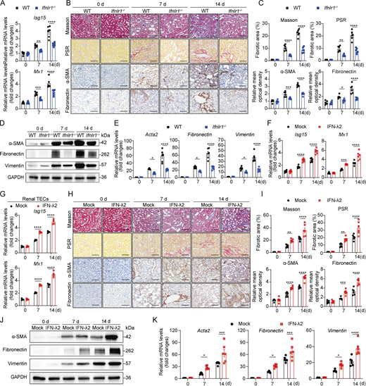 A multi-panel image depicts the effects of IFN-λ on renal fibrosis in mice.