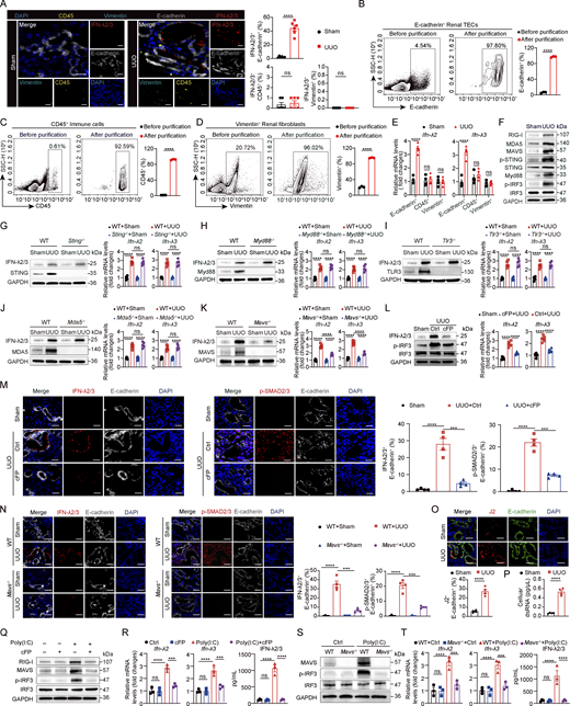 A multi-panel image analyzing IFN-2/3 expression in renal tissues and cells from sham and UUO mice.