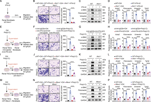 A multi-panel image depicts the effects of IFN-λ2 on renal fibroblast activity, migration, and protein expression.