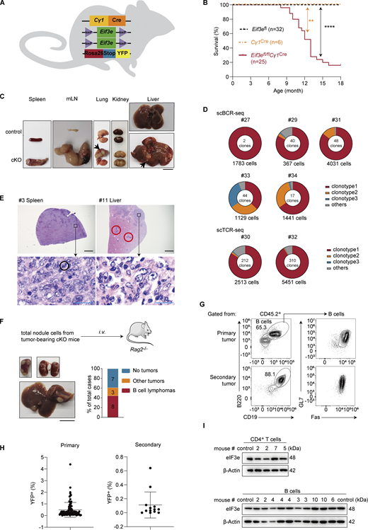 A multi-panel figure depicting experimental results on mice with B cell-specific deletion of Eif3e.