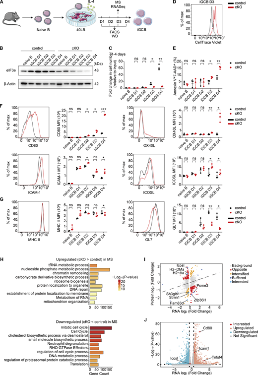 A multi-panel image depicts B cell activation and differentiation.
