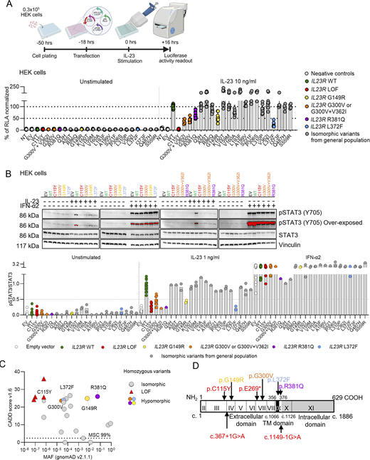A multi-panel image depicts the functional impact of IL23R variants on IL-23-dependent STAT3 activity.