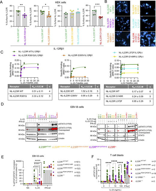 A multi-panel image depicts IL-23 receptor expression and responses in various cell lines.