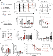 Multiple graphs depict experimental results of orthoIL-2 3A10 in vitro and in vivo.