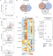 A multi-panel image depicts RNA-seq analysis of engineered Tregs.