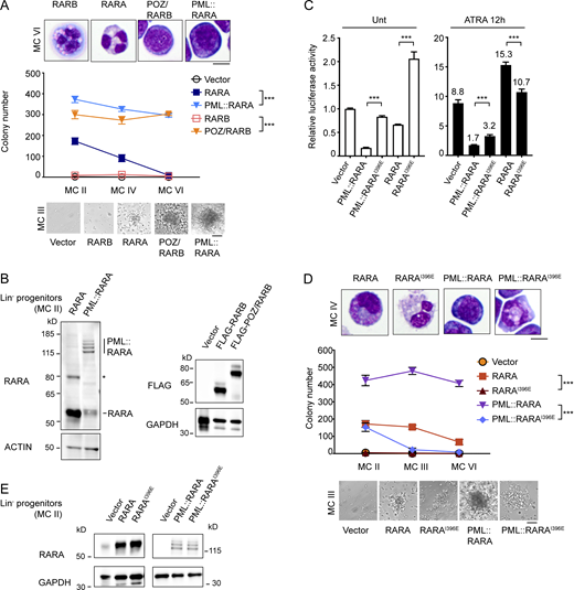 A multi-panel image depicts the effects of RARA, RARB, and their fusions on hematopoietic progenitors.