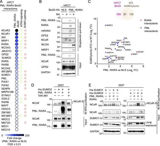 A multi-panel image shows multiple graphs and blots that depict protein interactions and SUMOylation.